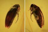 Fossil Beetle (Coleoptera) In Baltic Amber #120597-1